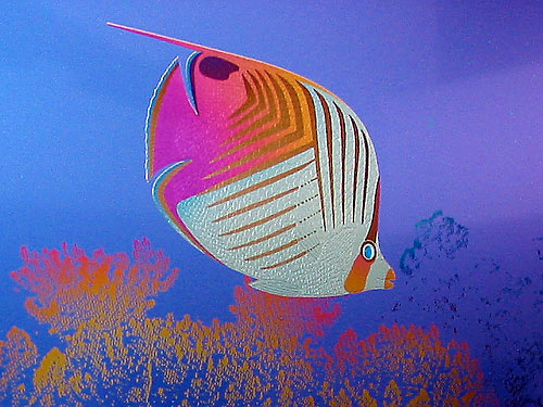 Titanium Tropical Fish - Detail Image 1
